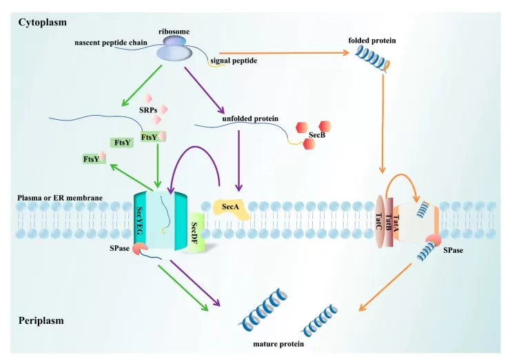 Schematic diagrams of different transport pathways.